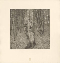 H.O. Miethke Das Werk folio "Beech Forest II" collotype print