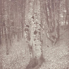 Klimt, Buchenwald, Das Werk von Gustav Klimt (nach)