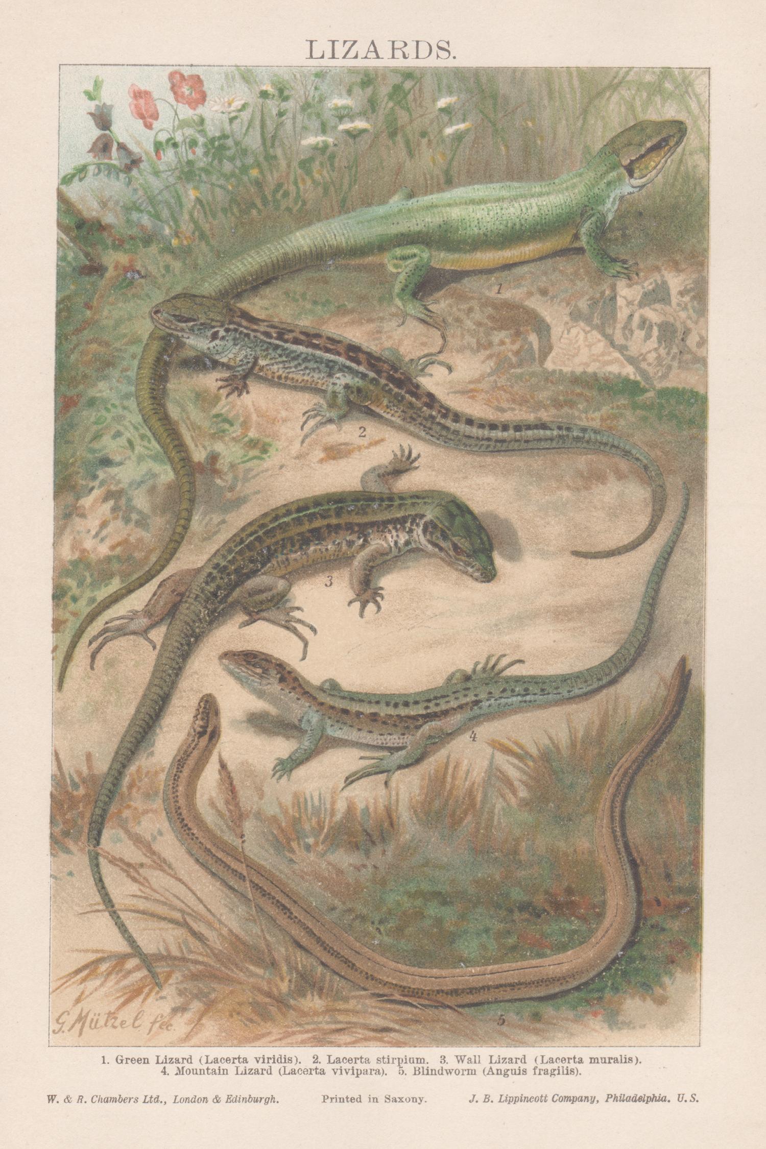Gustav Mutzel  Animal Print - Lizards, antique natural history reptile chromolithograph print, circa 1895