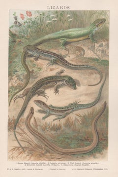 Lizards, antique natural history reptile chromolithograph print, circa 1895