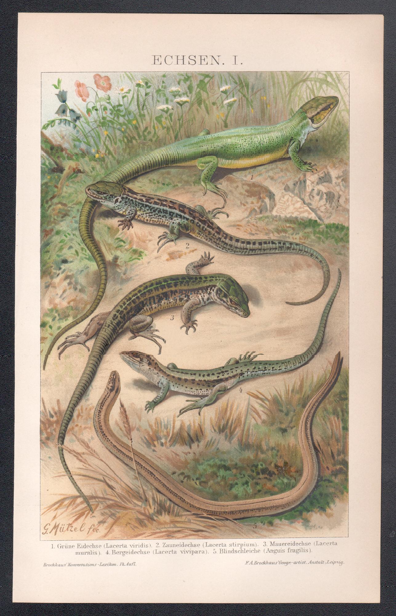 Lizards, antique natural history reptile chromolithograph print, circa 1895 - Print by Gustav Mutzel 