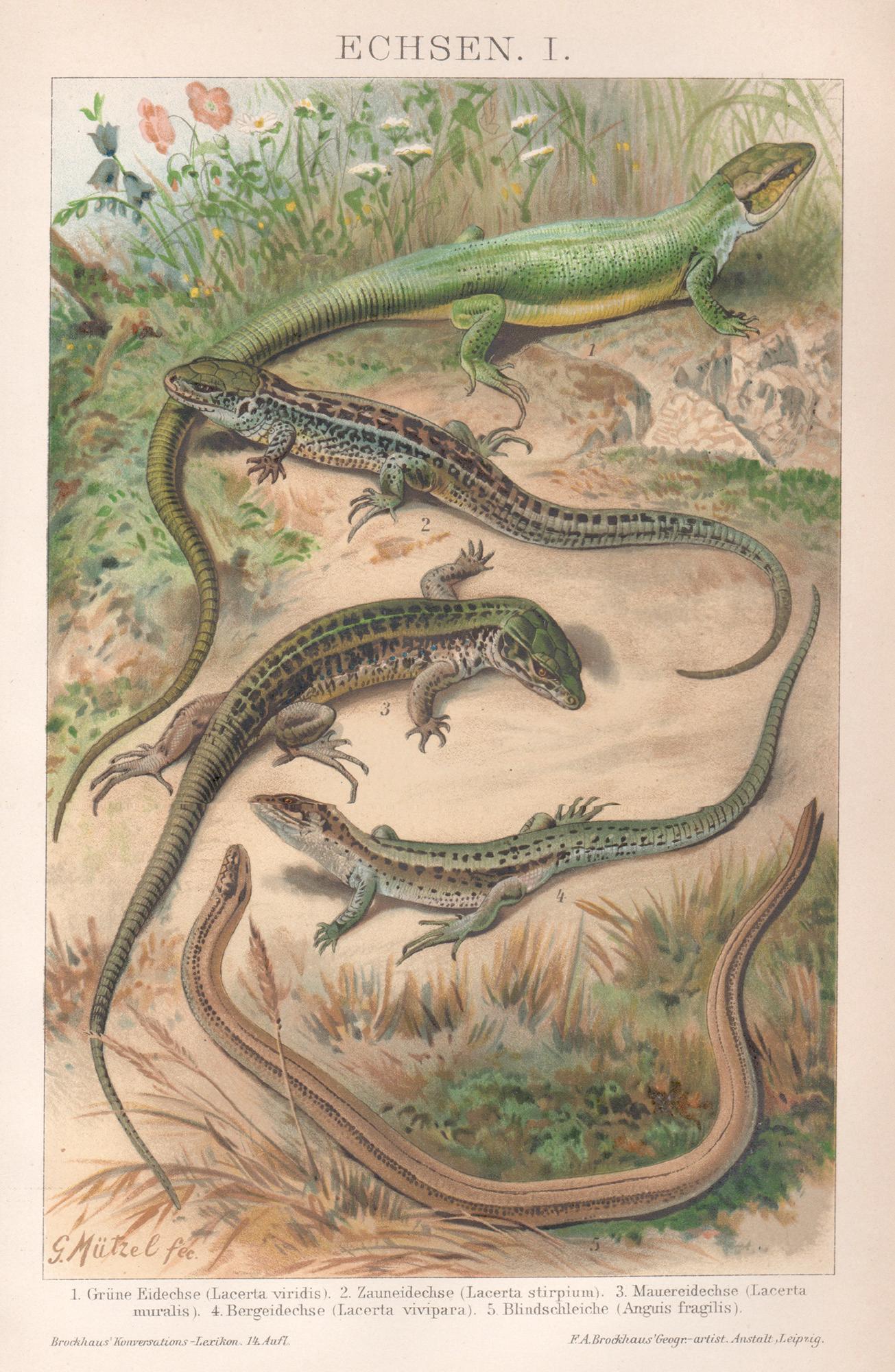 Gustav Mutzel  Animal Print - Lizards, antique natural history reptile chromolithograph print, circa 1895