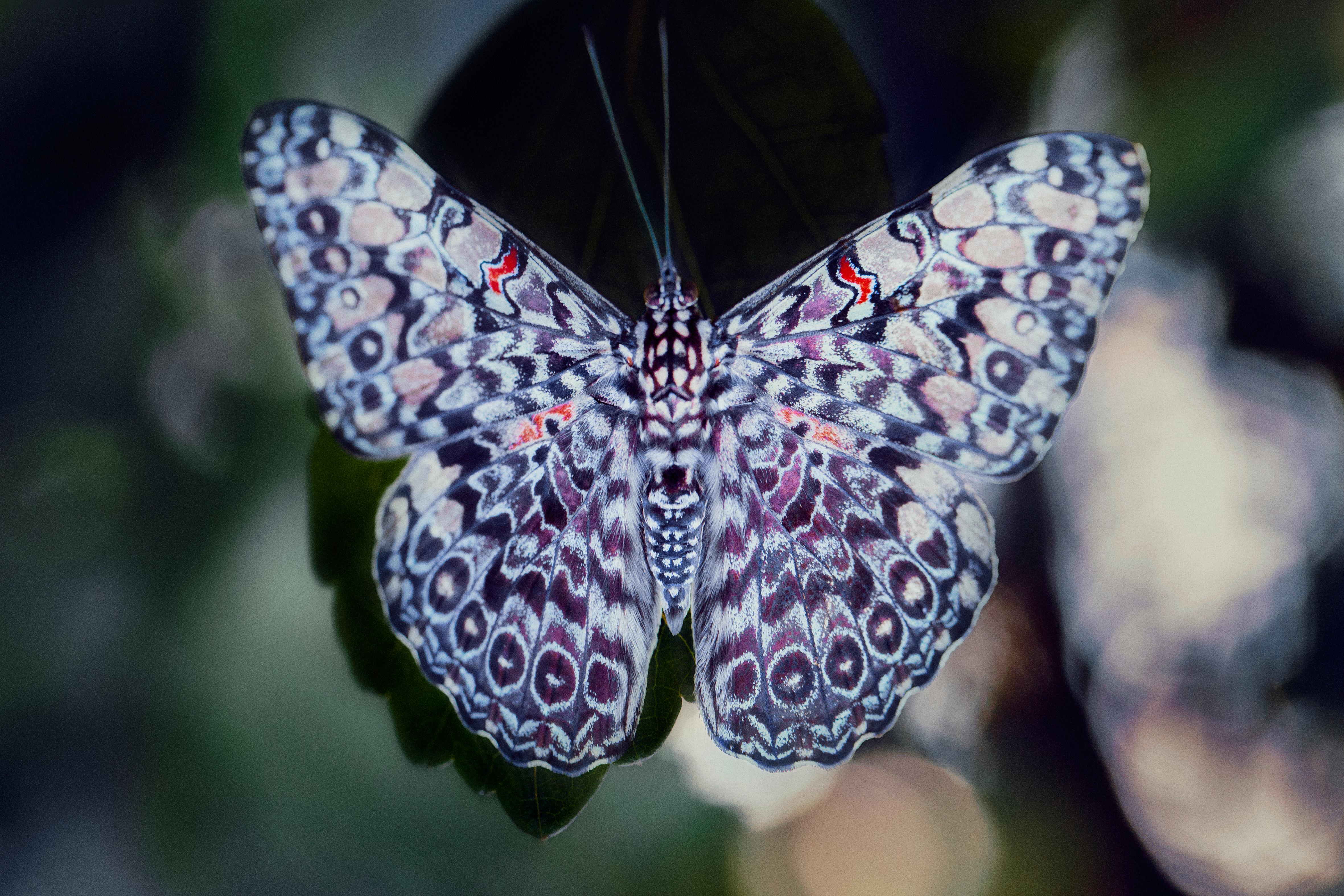 Color Photograph de Gustavo Ten Hoever - La Mariposa