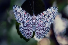 La Mariposa