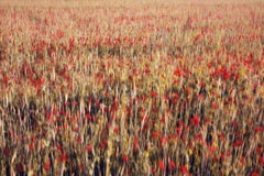 Les Coquelicots