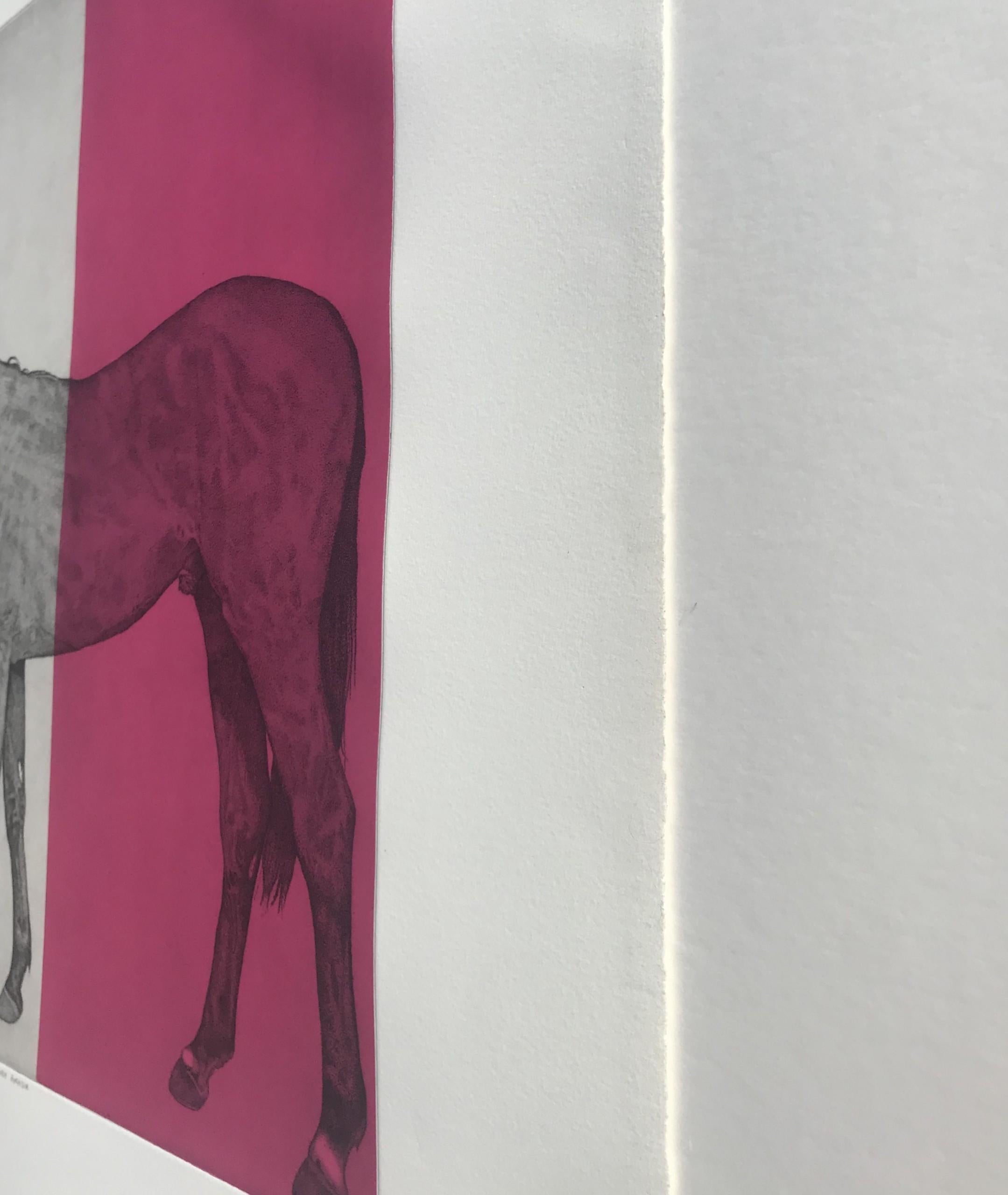 Guy Allen, Horse Study Fuschia, Pferdekunstdrucke, Druck in limitierter Auflage im Angebot 4