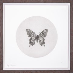 Swallowtail Butterfly by Guy Allen. Print from copperplate etching. Wood frame.