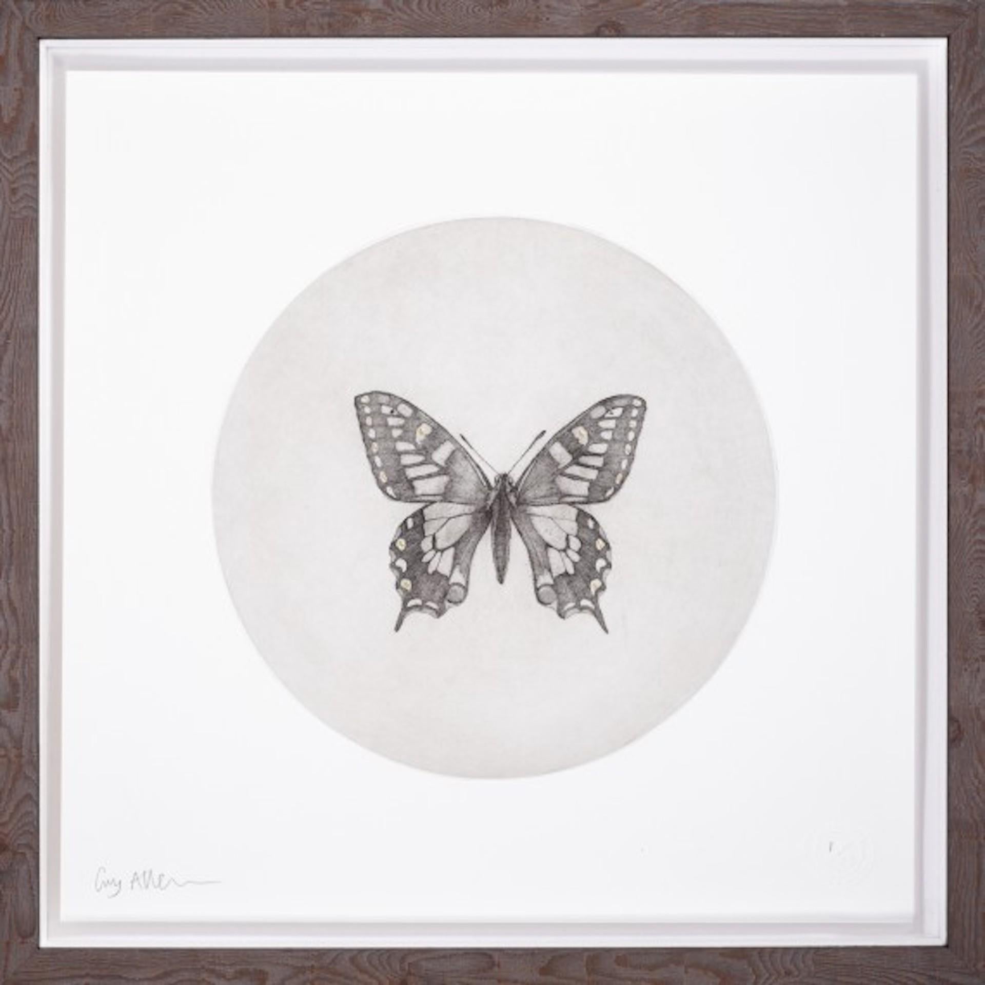 Mariposa cola de golondrina, Guy Allen, Edición limitada, Arte animal asequible
