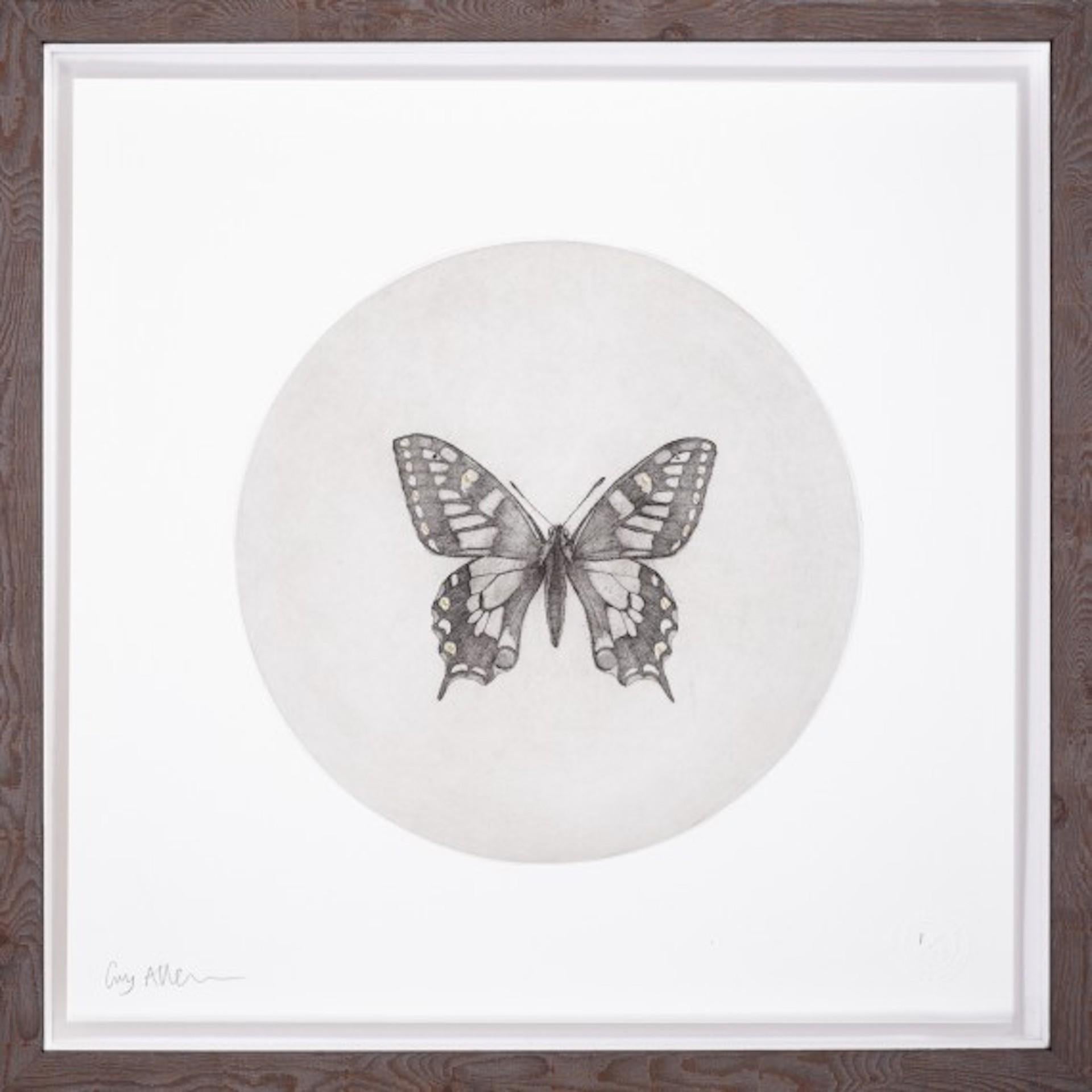 Veuillez noter que le prix est celui de la gravure originale non encadrée.

Swallowtail Butterfly est une eau-forte originale, gravée sur une plaque de cuivre, à partir de laquelle Guy Allen crée une impression d'encre sur le papier. Pour créer ses