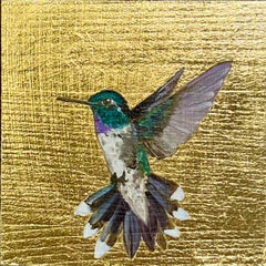 Colibrí XVI