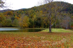 Golden Pond- Landscape Photograph