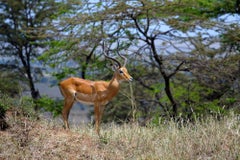 Impala- Landscape Photograph