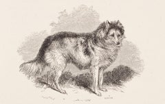Hare-Indian-Hunde