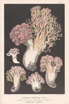 15 Fritz Leuba antique fungi chromolithographs, 1890