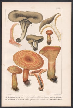 Agaricus Acris / Deliciosus, Leuba, antiker chromolithografischer Druck von Pilz fungi