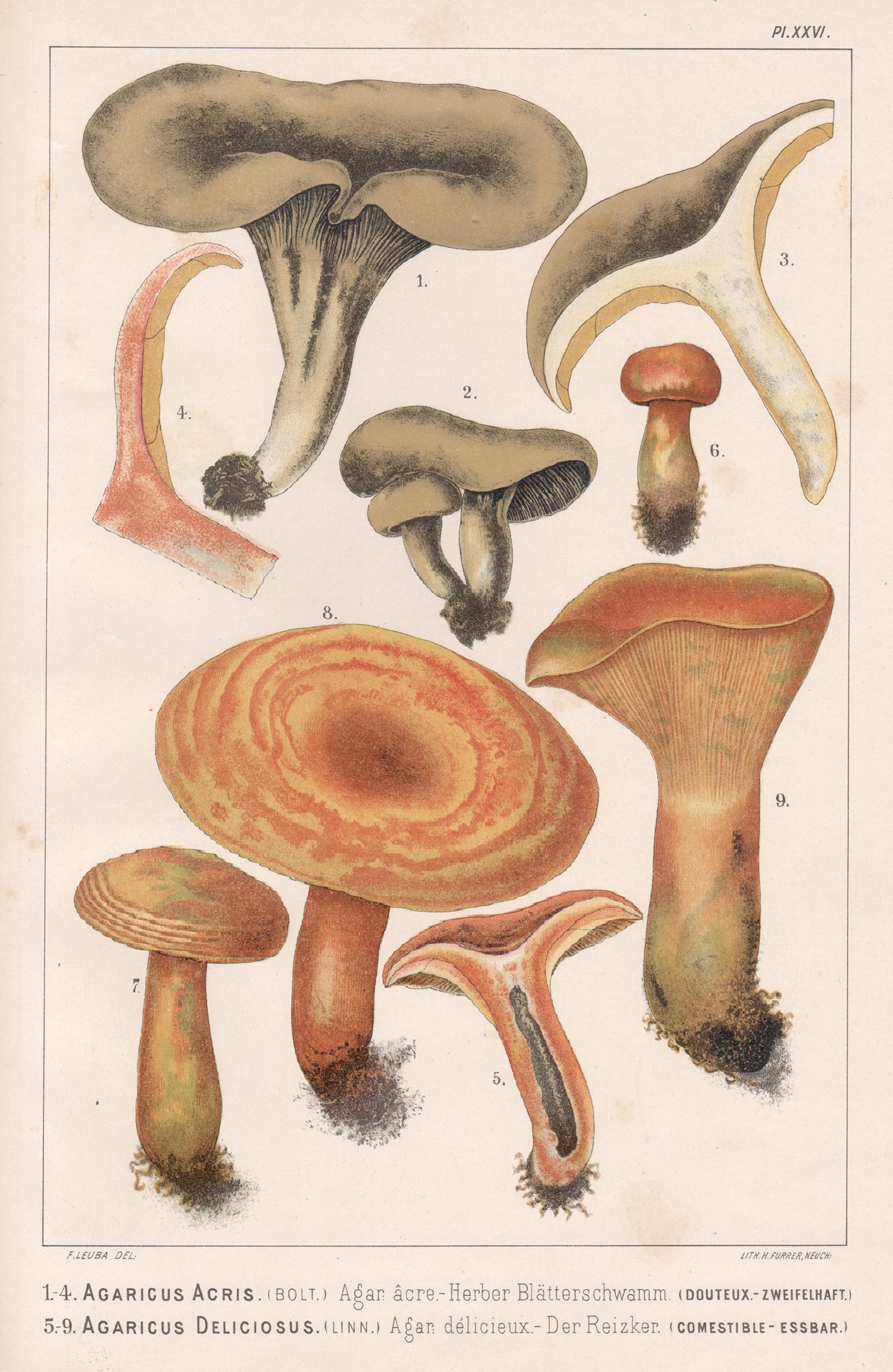 Agaricus Acris / Deliciosus, Leuba antique mushroom fungi chromolithograph print