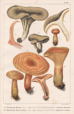 Agaricus Acris / Deliciosus, Leuba Used mushroom fungi chromolithograph print