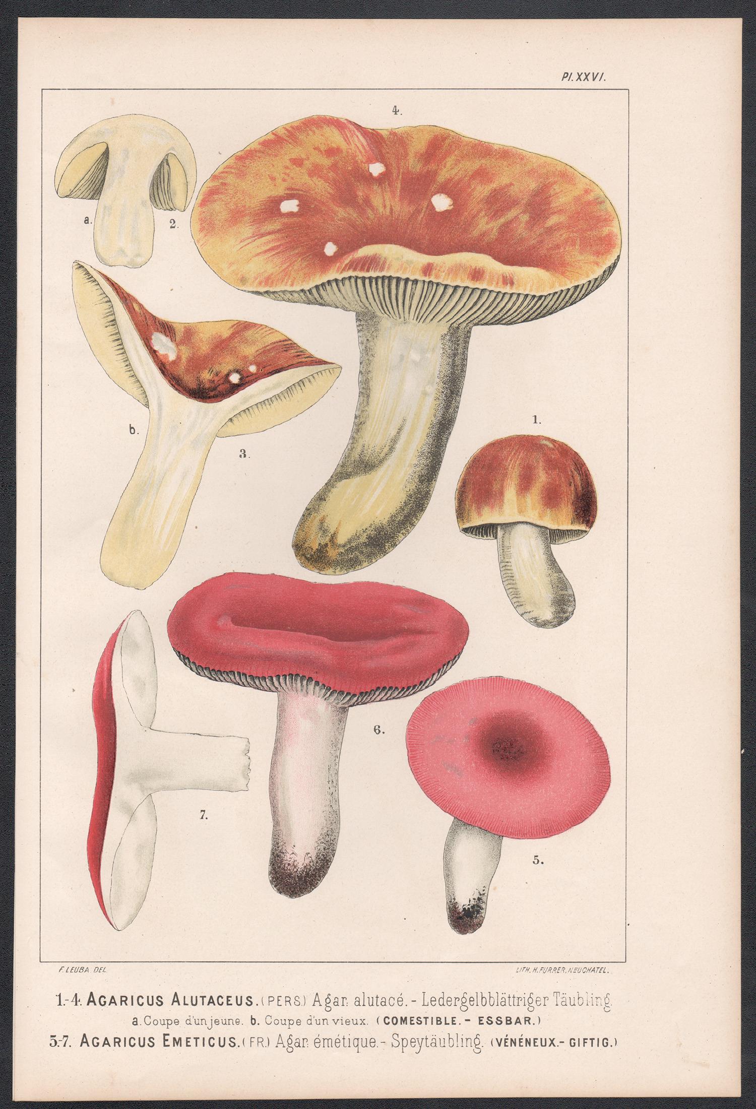 Agaricus Alutaceus, Leuba antique mushroom fungi food chromolithograph print - Print by H Furrer after Fritz Leuba