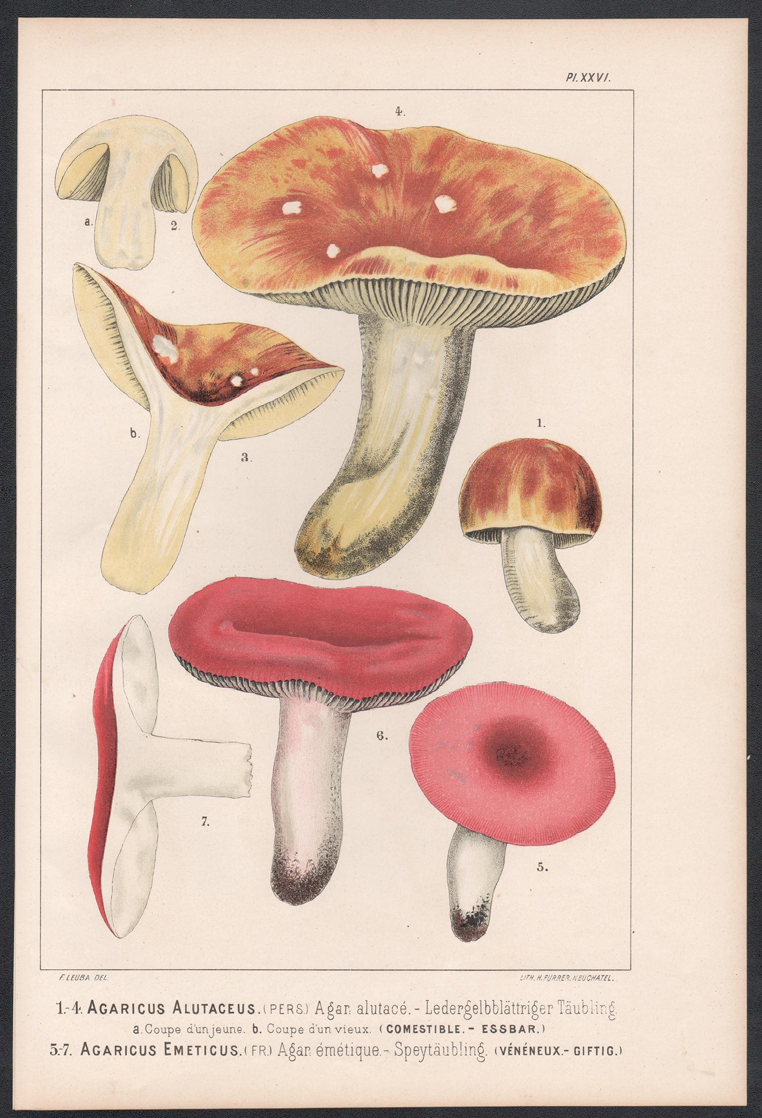 Agaricus Alutaceus, Leuba funghi antichi cibo stampa cromolitografica - Print di H Furrer after Fritz Leuba