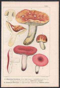 Agaricus Alutaceus, Leuba antique mushroom fungi food chromolithograph print