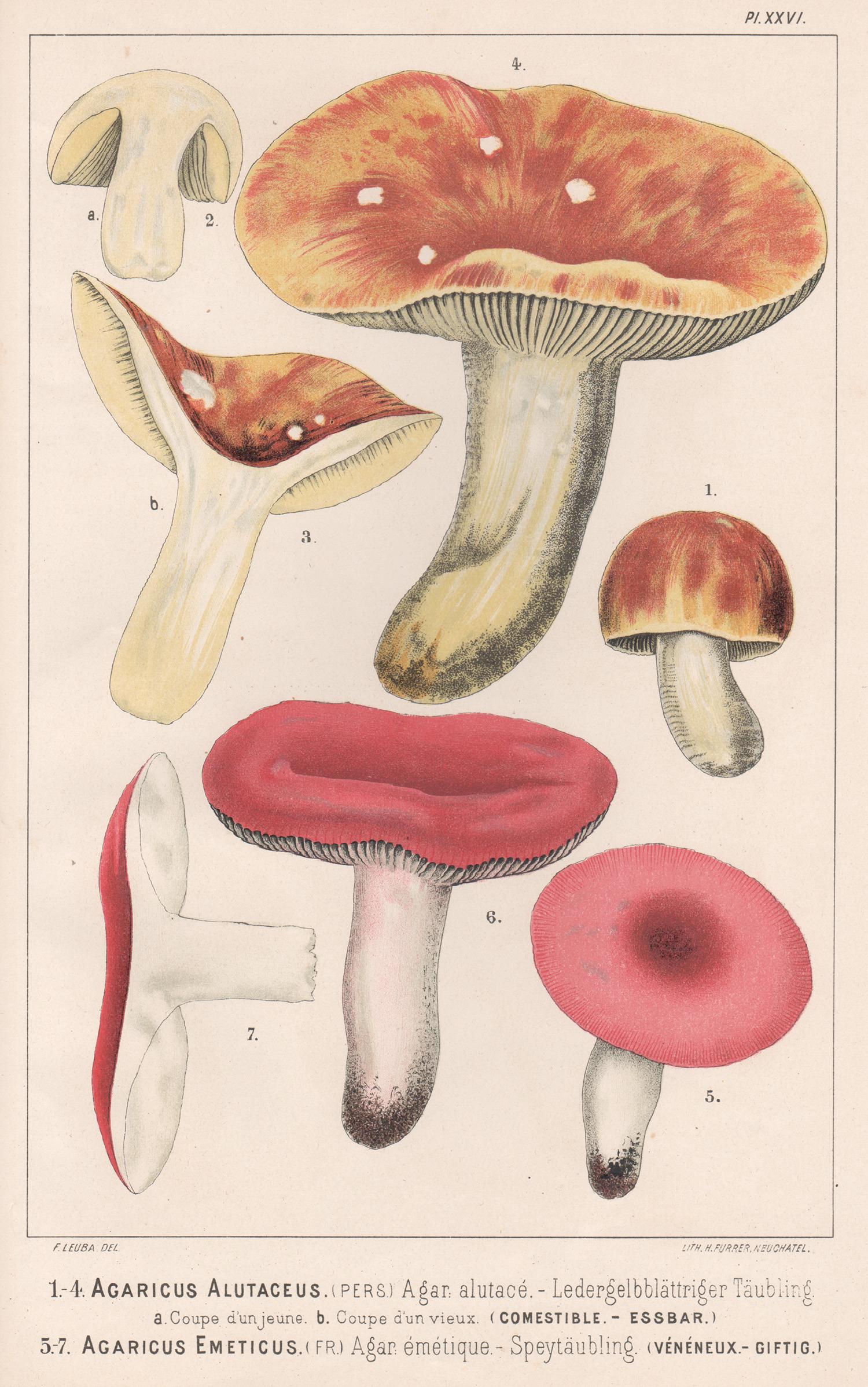 H Furrer after Fritz Leuba Print - Agaricus Alutaceus, Leuba antique mushroom fungi food chromolithograph print