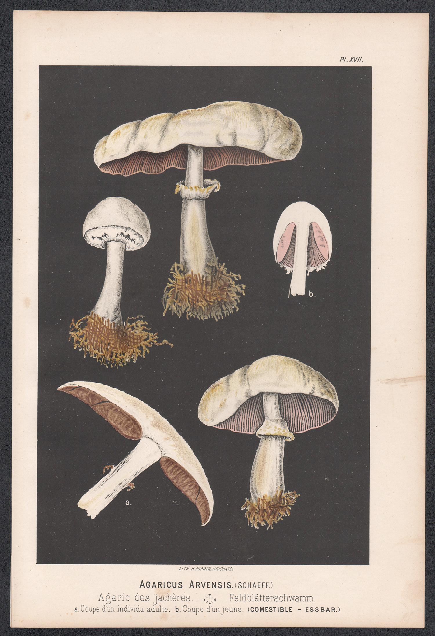 Agaricus Arvensis, Leuba antique mushroom fungi chromolithograph print - Print by H Furrer after Fritz Leuba