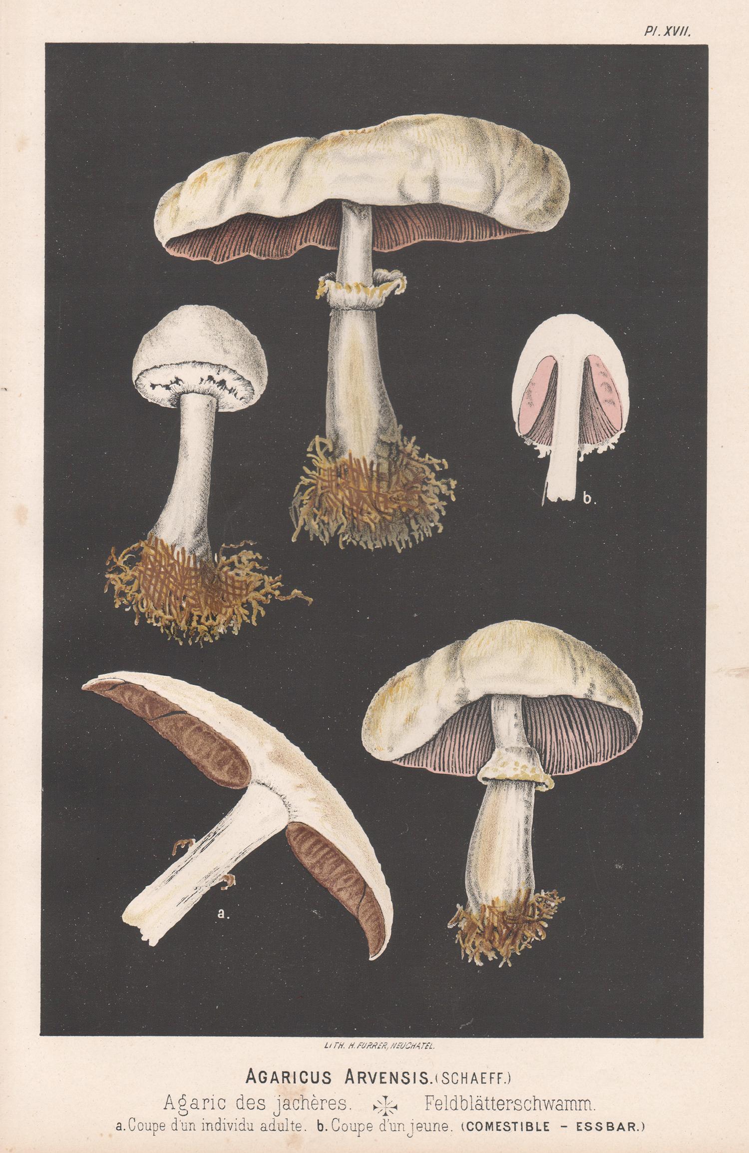 Agaricus Arvensis, Leuba antique mushroom fungi chromolithograph print