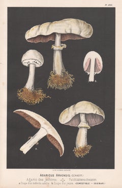 Agaricus Arvensis, gravure chromolithographie ancienne Leuba champignon (Arvensis)