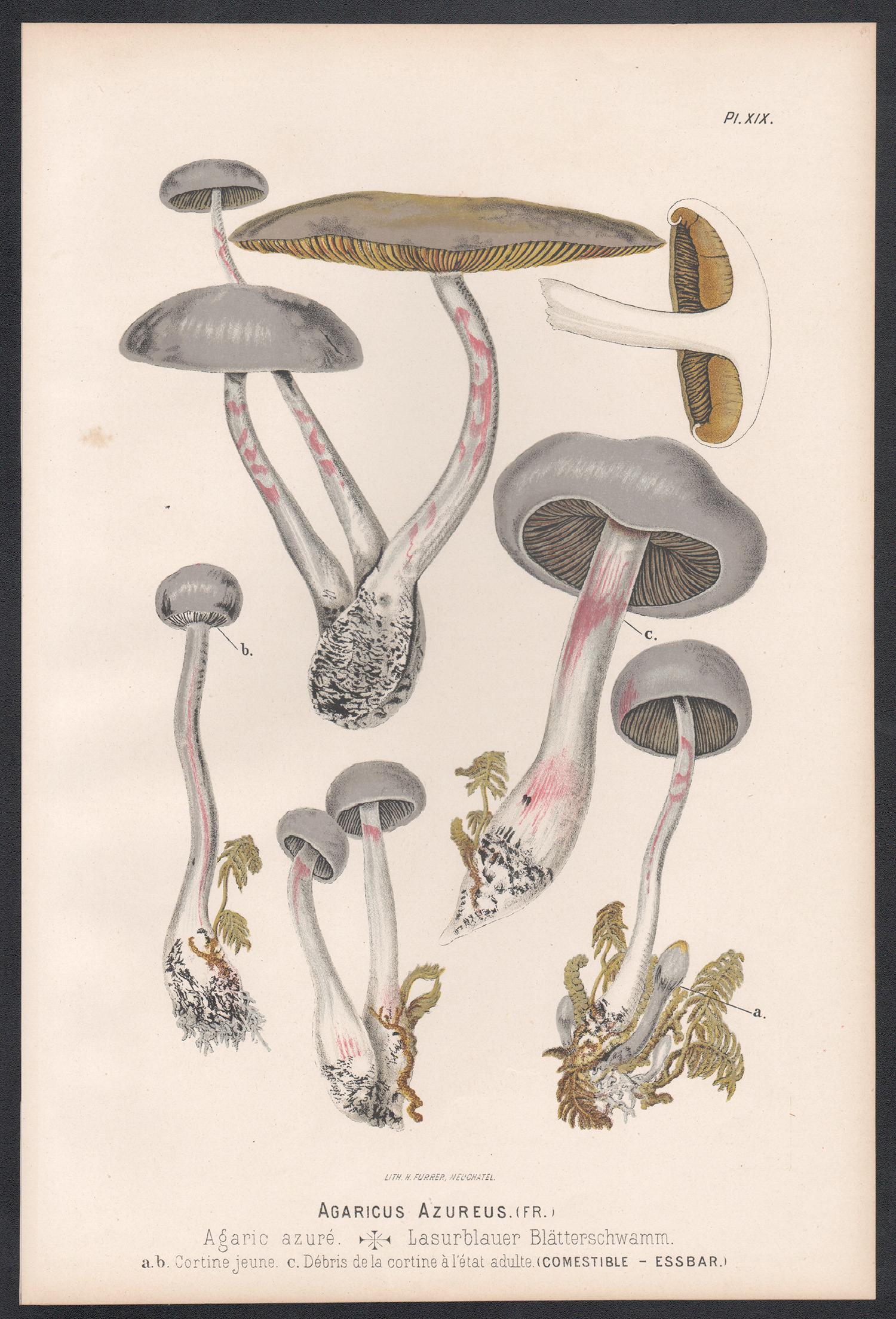 Agaricus Azureus, Leuba antique mushroom fungi botanical chromolithograph print - Print by H Furrer after Fritz Leuba
