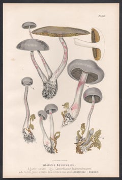 Agaricus Azureus, Leuba antico fungo botanico stampa cromolitografica
