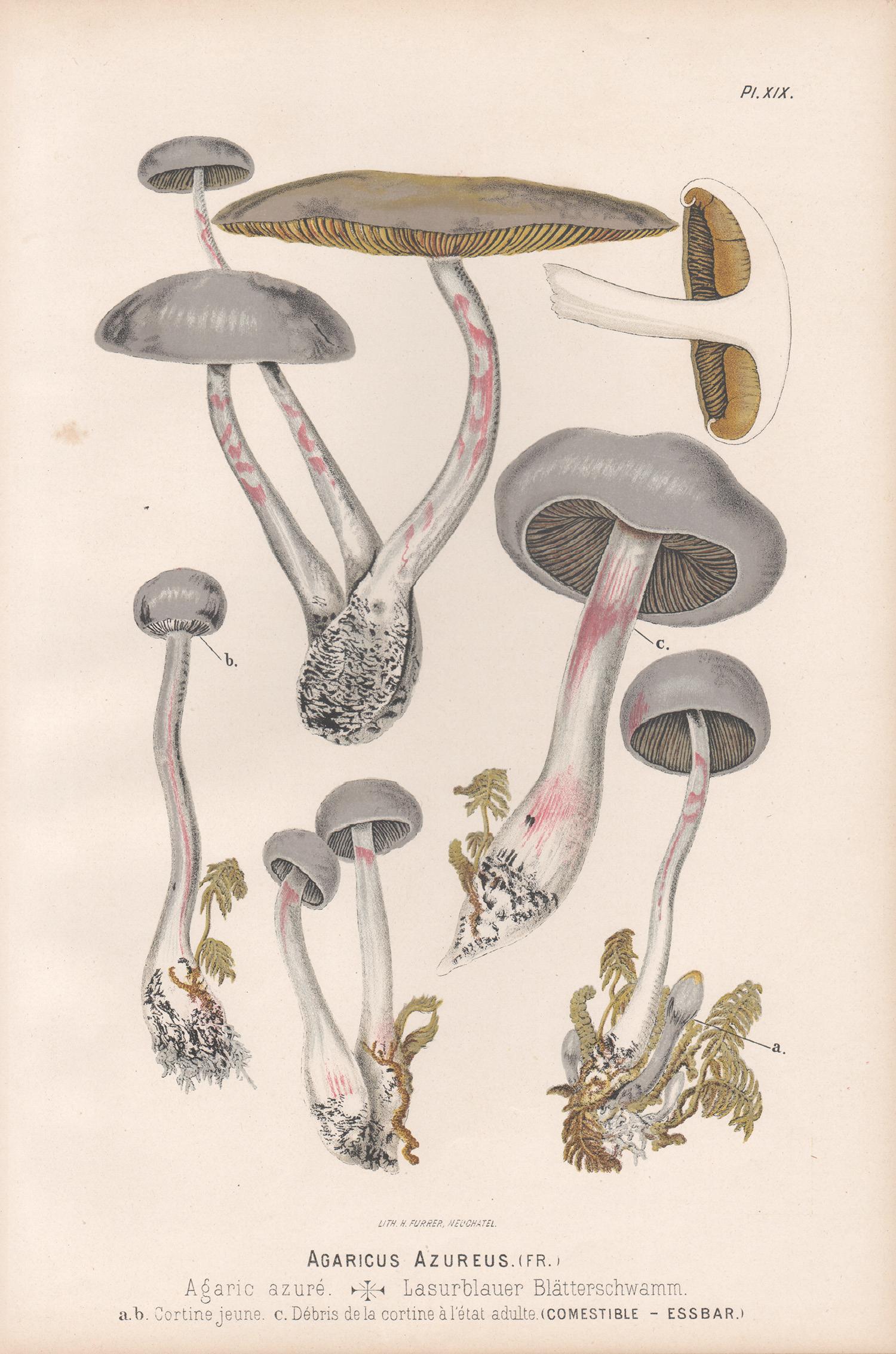 H Furrer after Fritz Leuba Still-Life Print - Agaricus Azureus, Leuba antique mushroom fungi botanical chromolithograph print