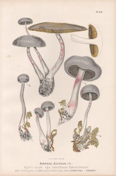 Agaricus Azureus, Leuba antique mushroom fungi botanical chromolithograph print