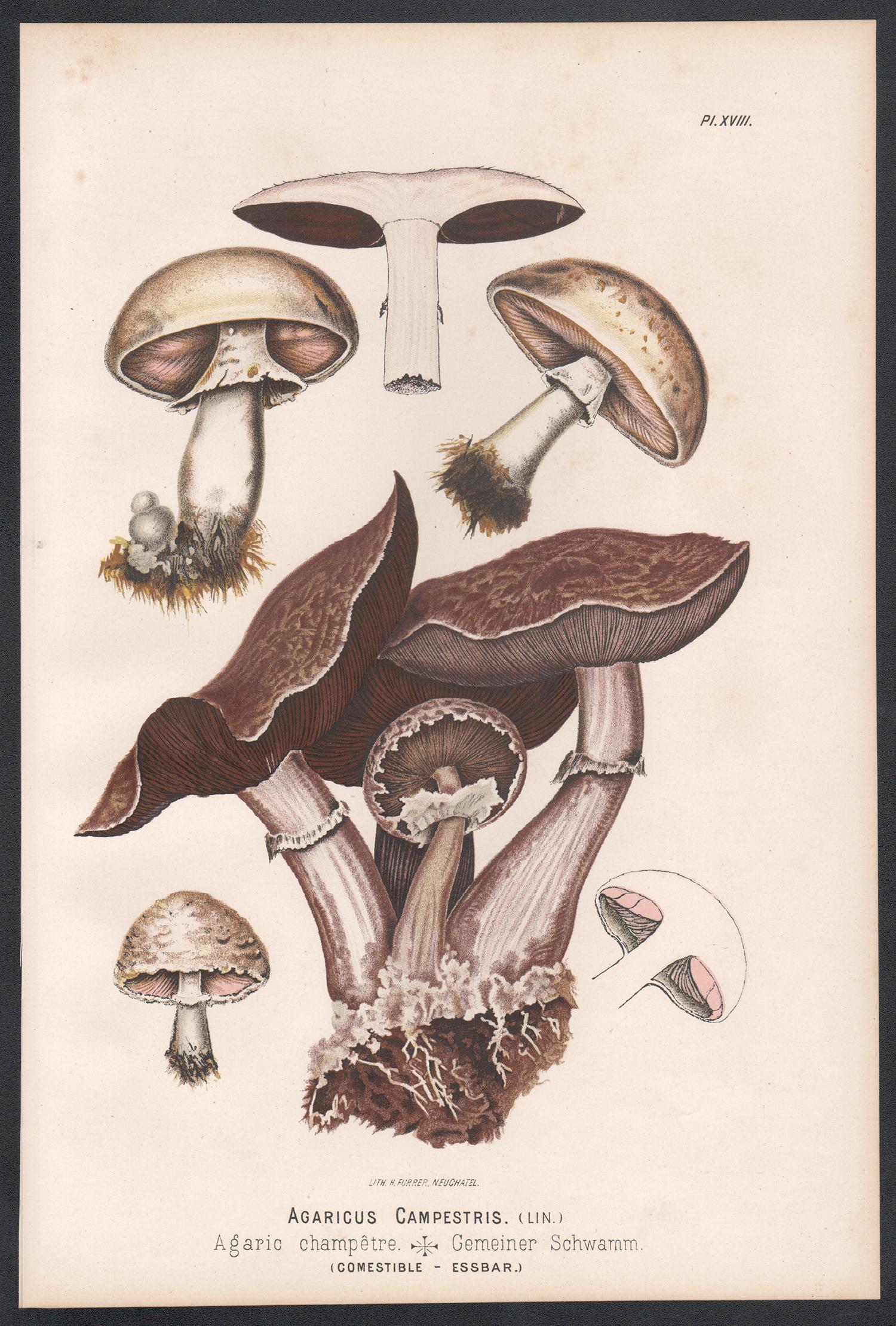 Agaricus Campestris, Leuba antique mushroom fungi food chromolithograph print - Print by H Furrer after Fritz Leuba