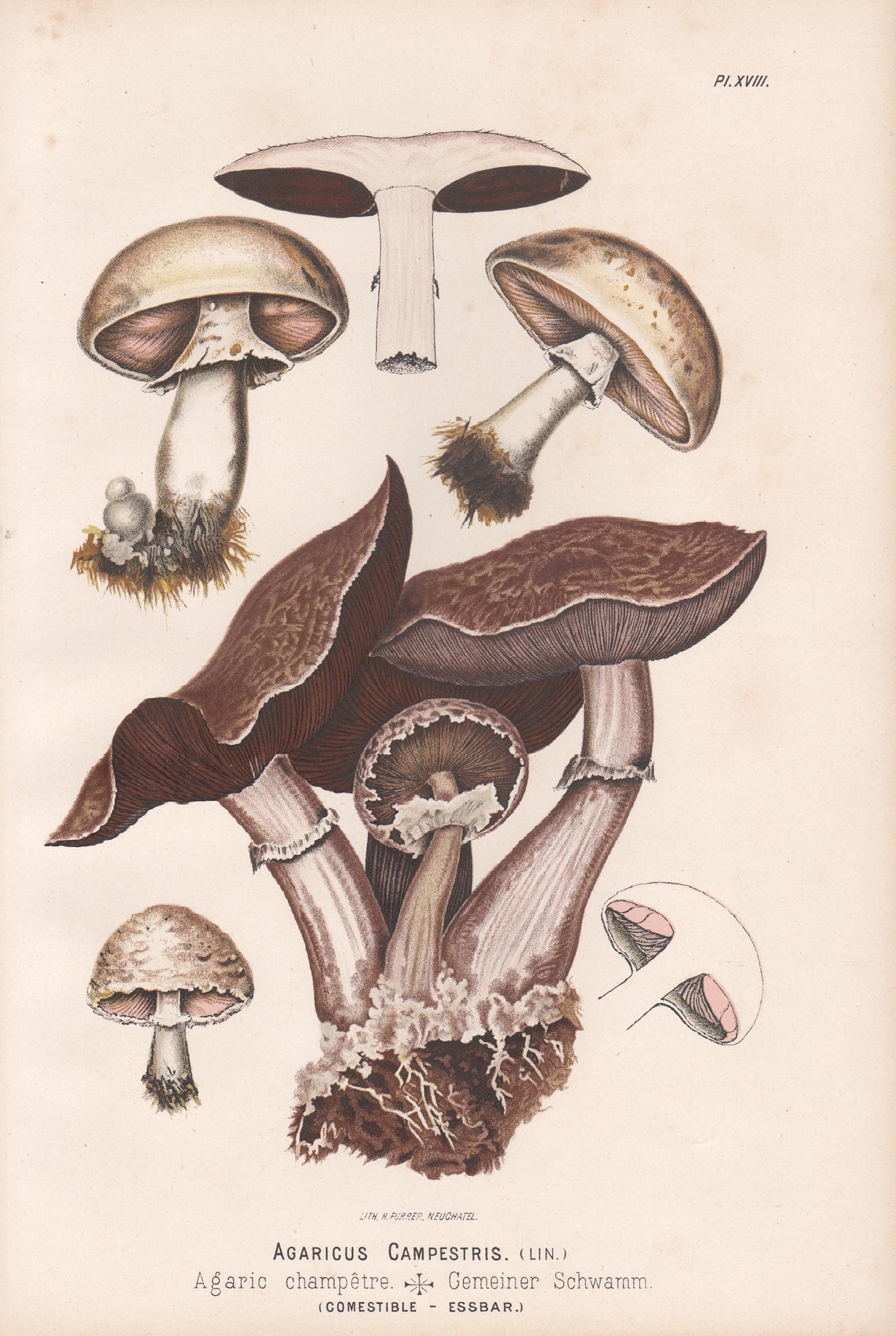 H Furrer after Fritz Leuba Print - Agaricus Campestris, Leuba antique mushroom fungi food chromolithograph print