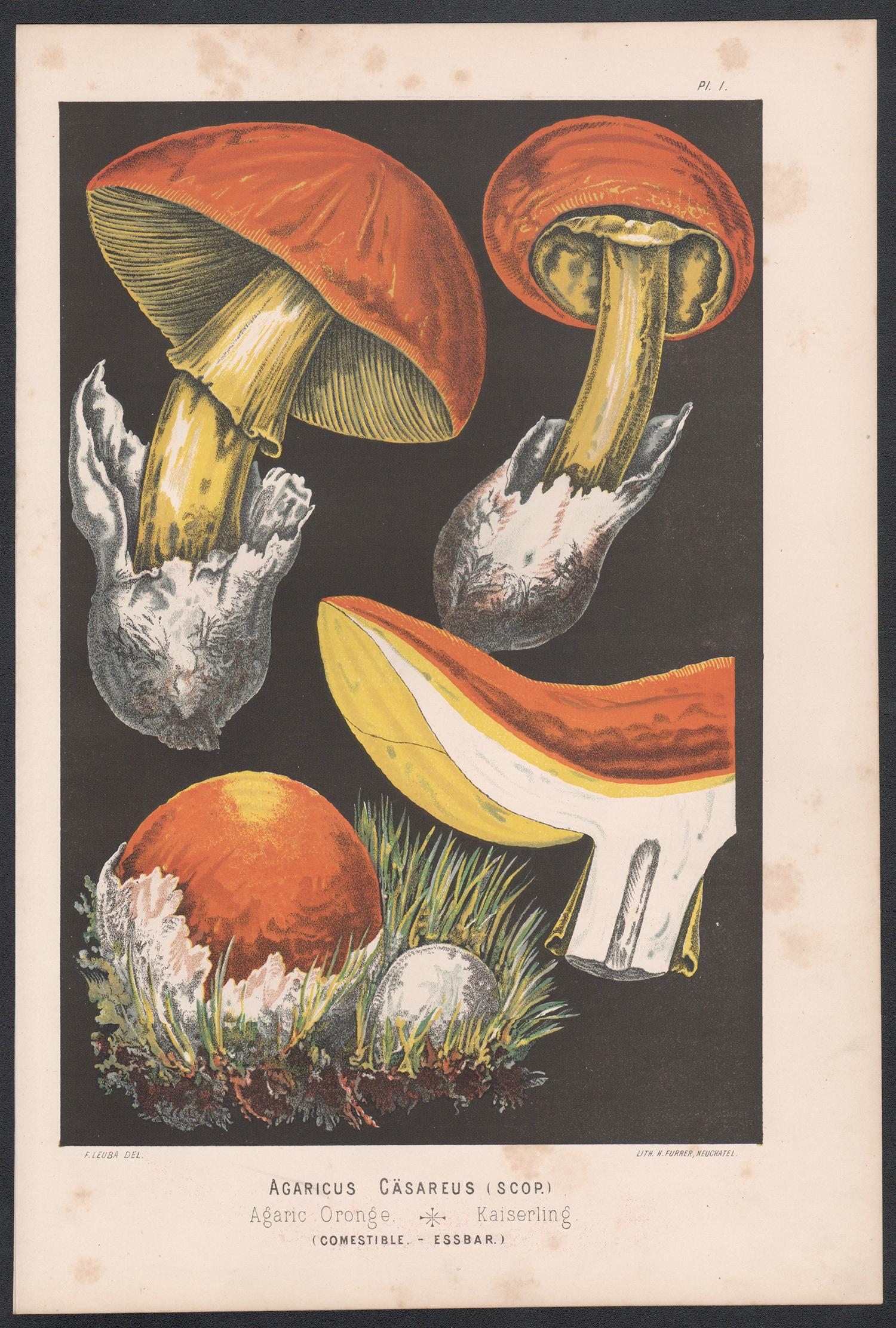Agaricus Casareus, Leuba antique mushroom fungi botanical chromolithograph print - Print by H Furrer after Fritz Leuba