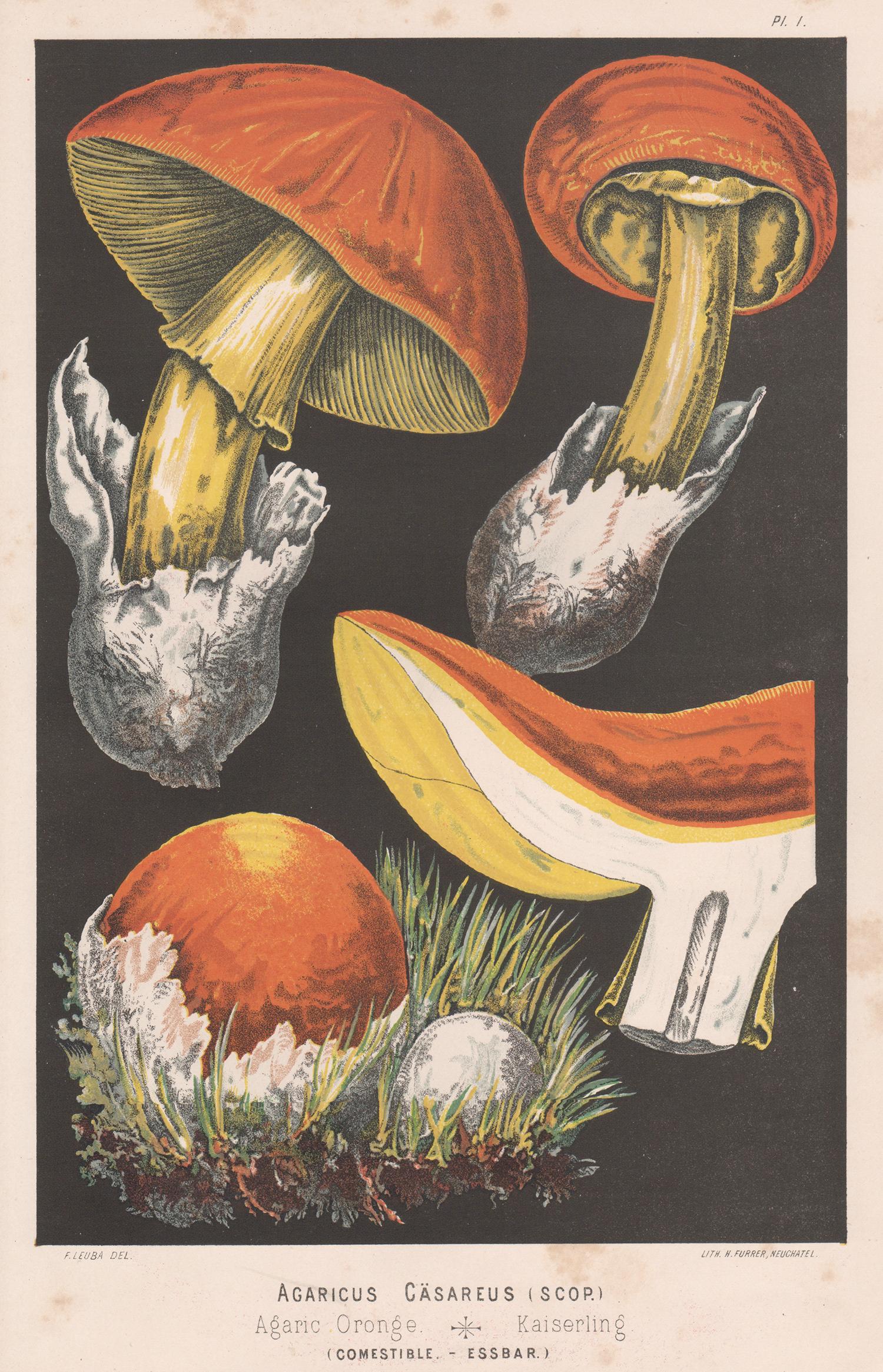 H Furrer after Fritz Leuba Still-Life Print - Agaricus Casareus, Leuba antique mushroom fungi botanical chromolithograph print