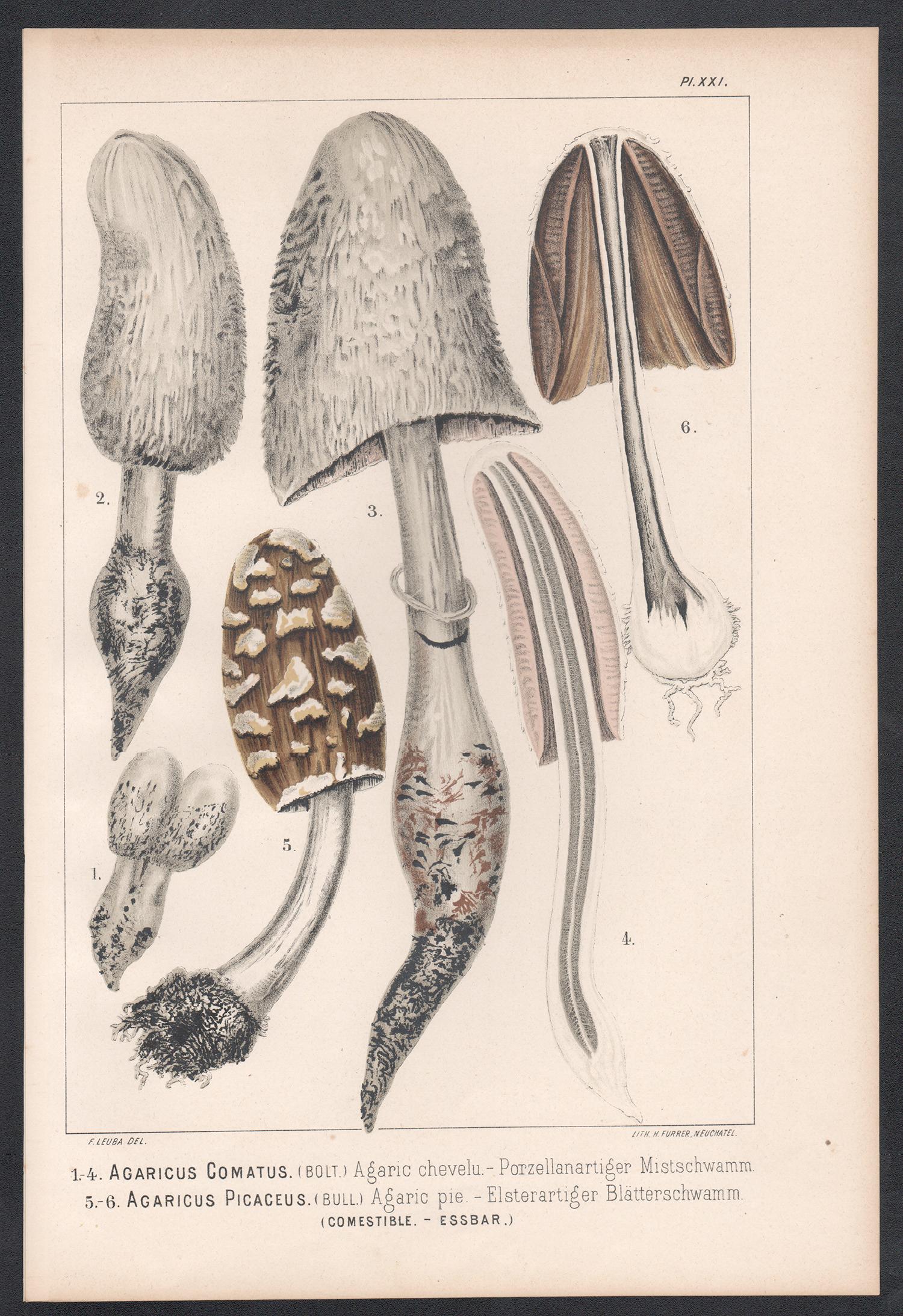 Agaricus Comatus, Leuba antique mushroom fungi chromolithograph print - Print by H Furrer after Fritz Leuba