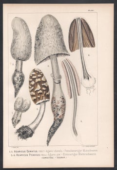 Agaricus Comatus, Leuba antique mushroom fungi chromolithograph print