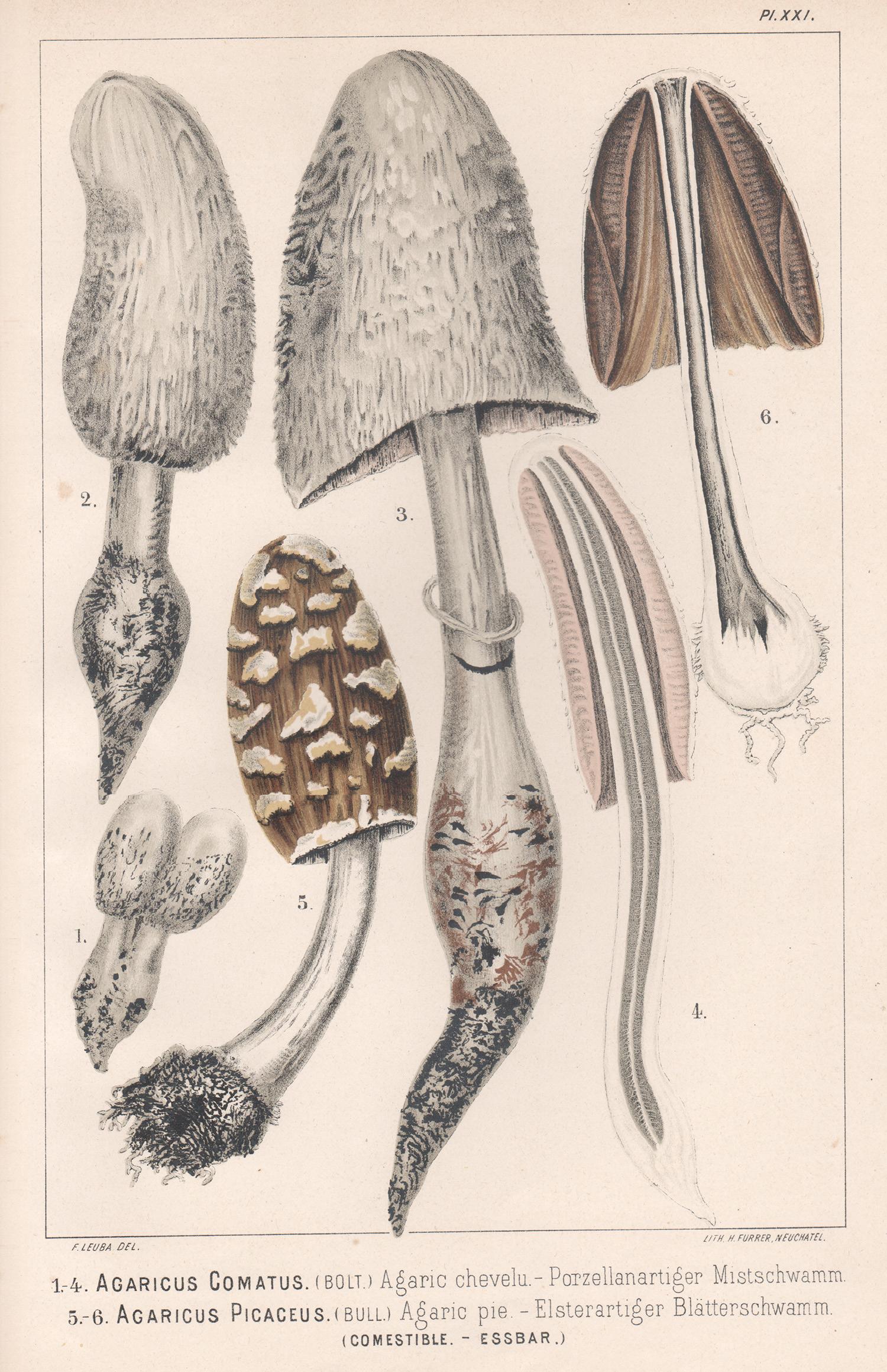 H Furrer after Fritz Leuba Still-Life Print - Agaricus Comatus, Leuba antique mushroom fungi chromolithograph print
