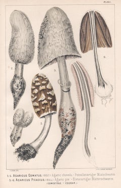 Agaricus Comatus, Leuba antique mushroom fungi chromolithograph print
