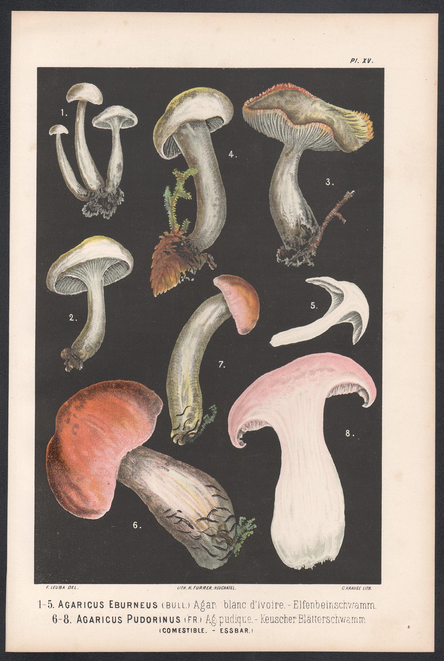 Agaricus Eburneus, Fritz Leuba antique mushroom fungi chromolithograph, 1890 - Print by H Furrer after Fritz Leuba