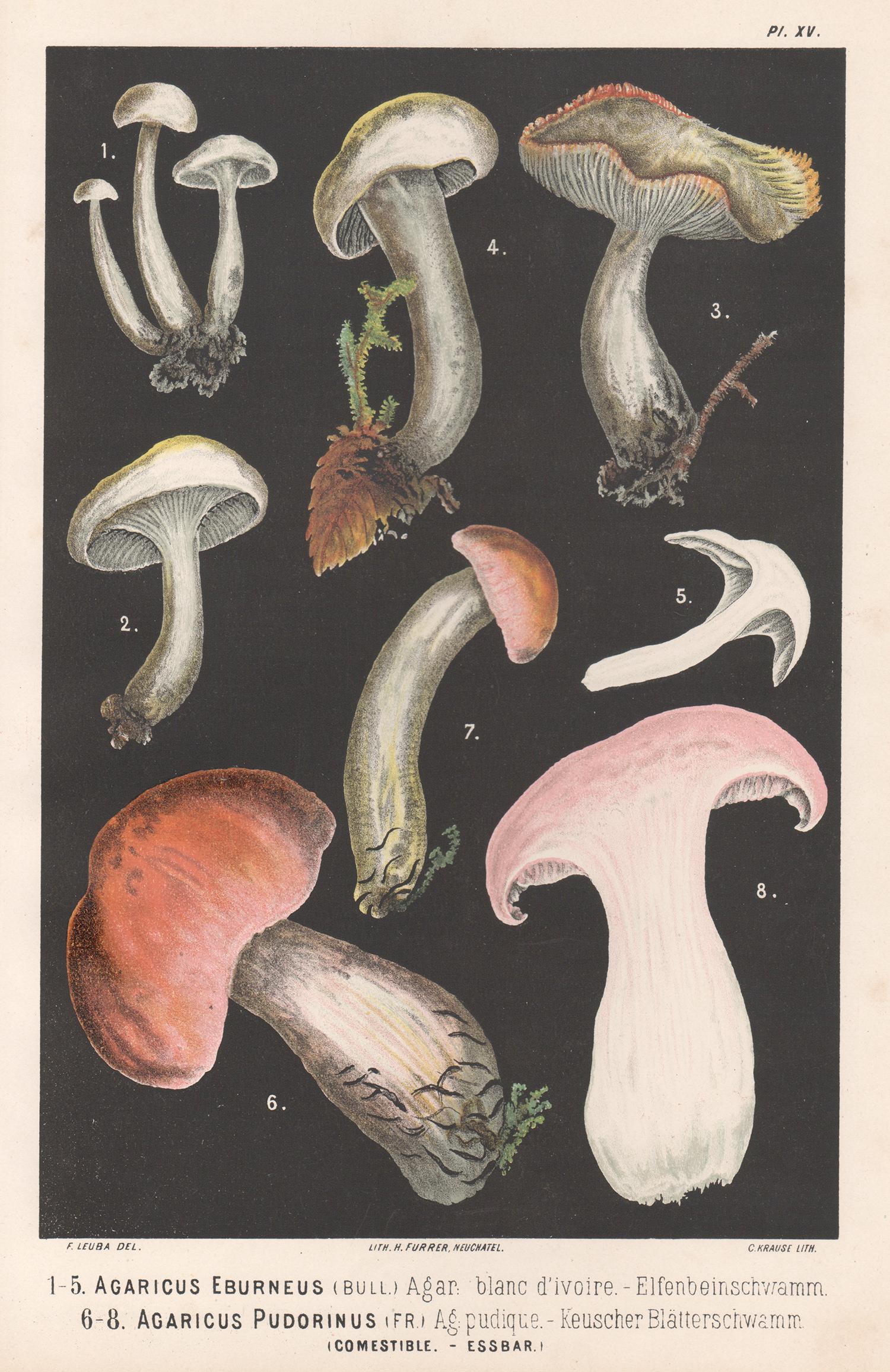 H Furrer after Fritz Leuba Still-Life Print - Agaricus Eburneus, Fritz Leuba antique mushroom fungi chromolithograph, 1890