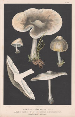 Agaricus Gambosus, Fritz Leuba antique mushroom fungi chromolithograph, 1890