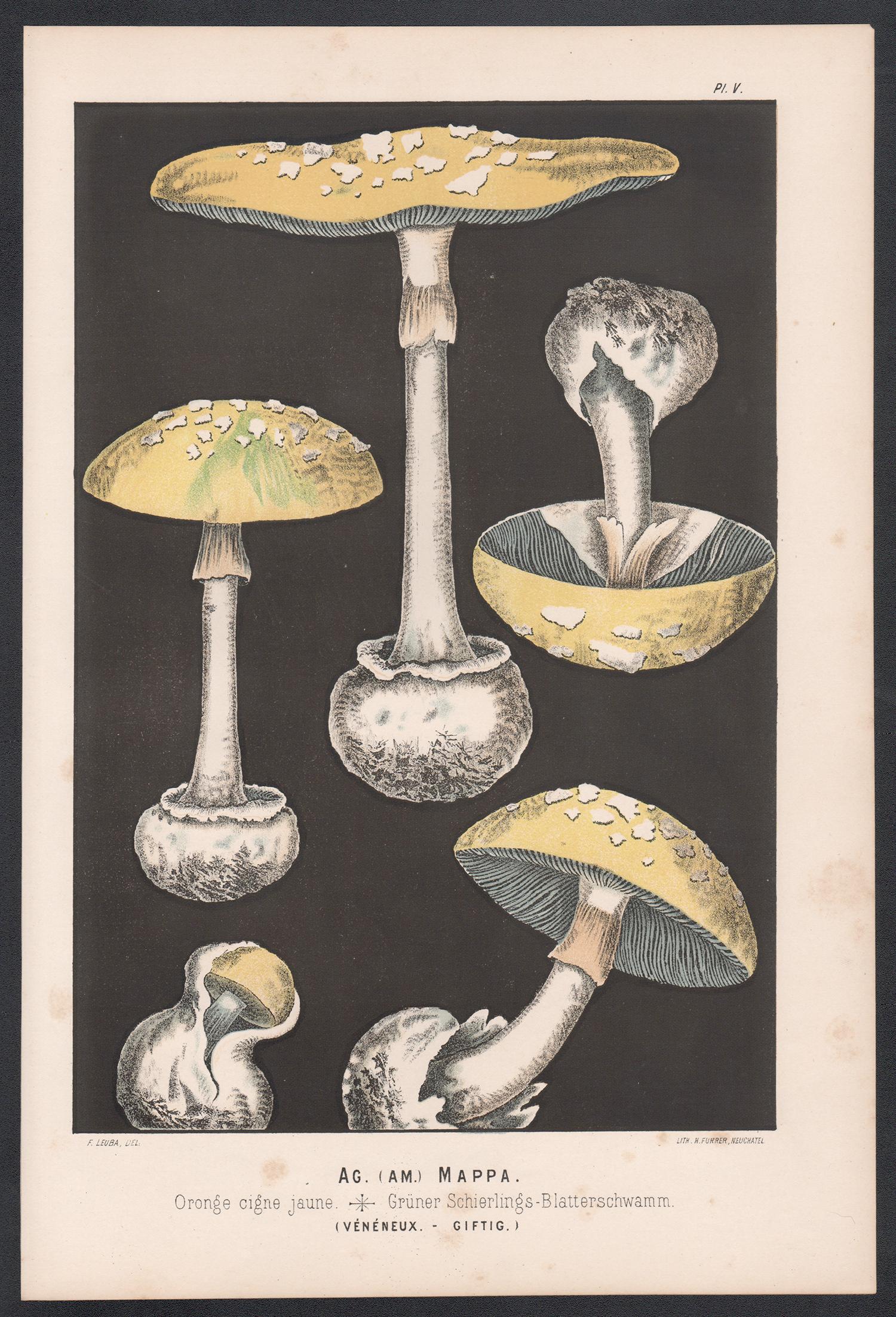 Agaricus Mappa, Leuba antique mushroom fungi chromolithograph print - Print by H Furrer after Fritz Leuba