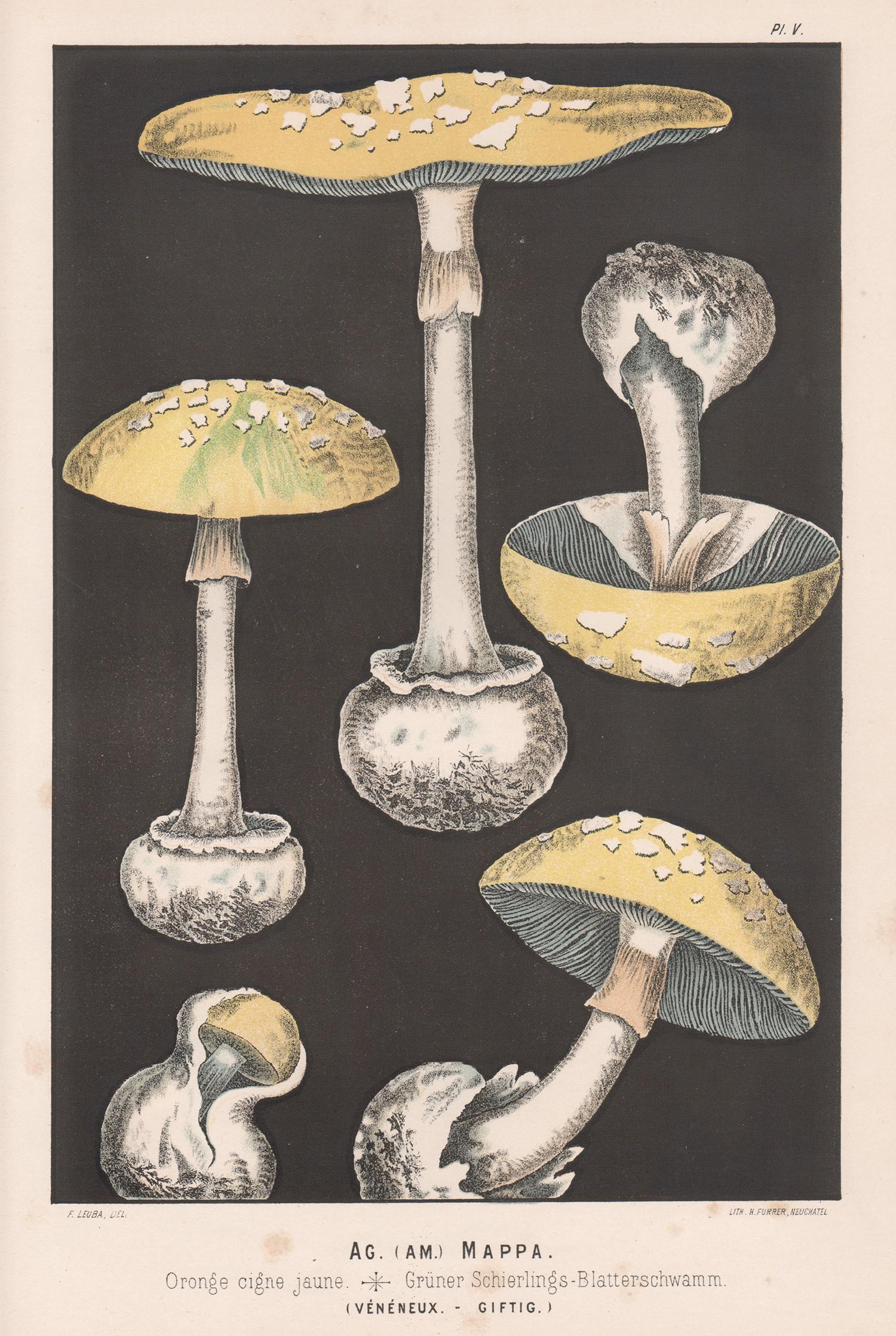 H Furrer after Fritz Leuba Still-Life Print - Agaricus Mappa, Leuba antique mushroom fungi chromolithograph print