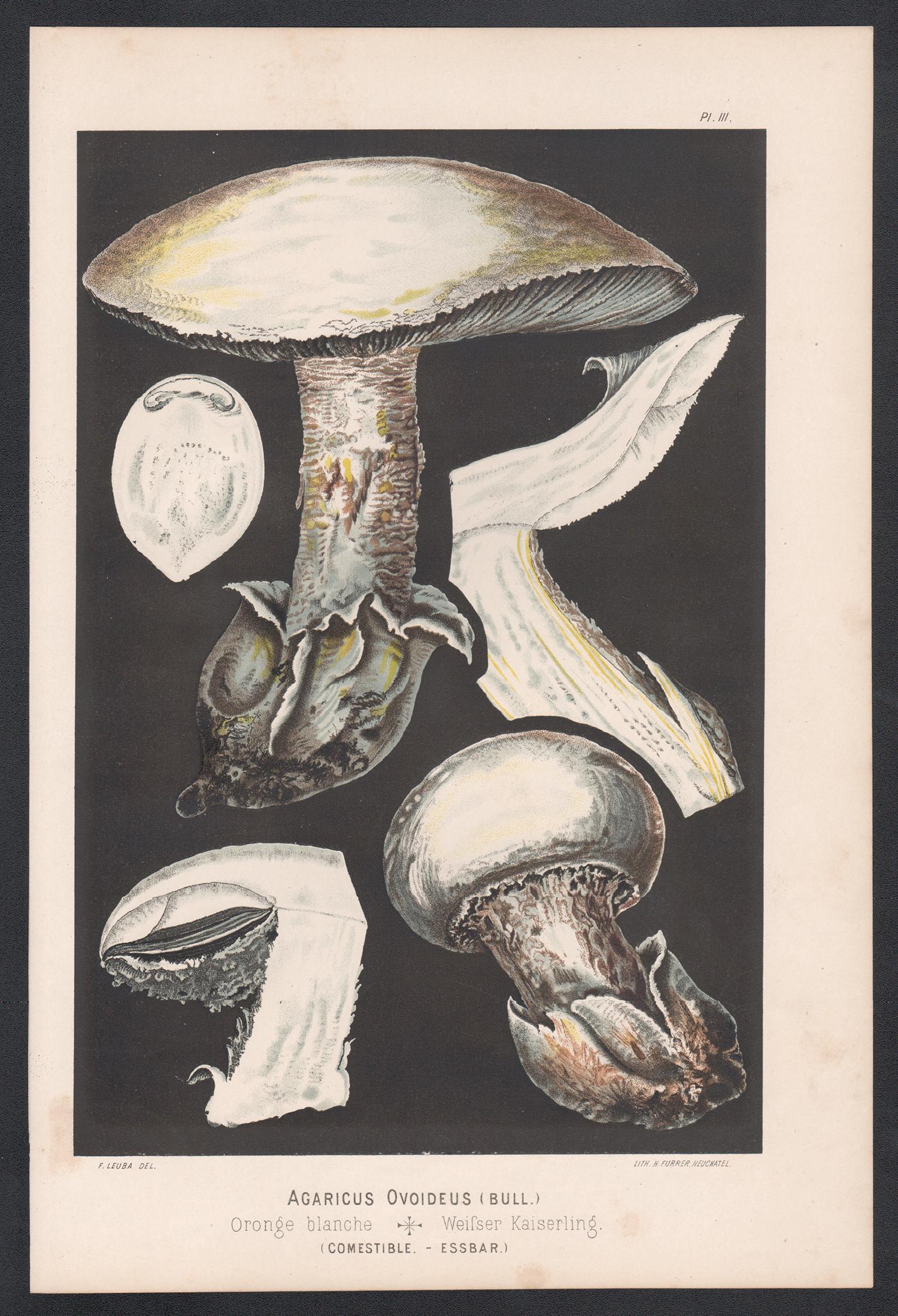 Agaricus Ovoideus, Leuba antique mushroom fungi botanical chromolithograph print - Print by H Furrer after Fritz Leuba
