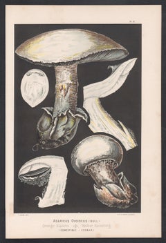 Agaricus Ovoideus, Leuba antike Pilz fungi botanische Chromolithographie Druck