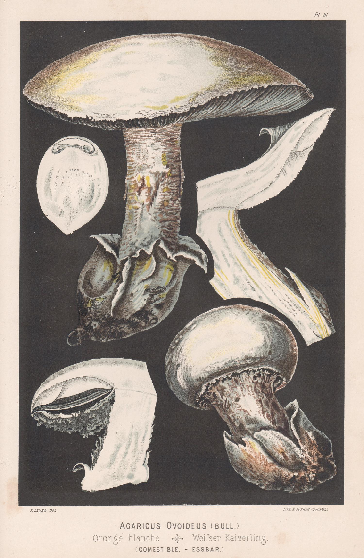 H Furrer after Fritz Leuba Print - Agaricus Ovoideus, Leuba antique mushroom fungi botanical chromolithograph print
