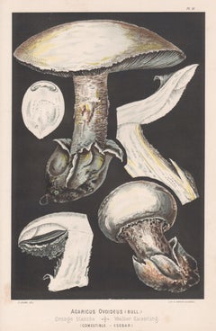 Impression chromolithographie ancienne Agaricus Ovoideus, Leuba antique champignon botanique