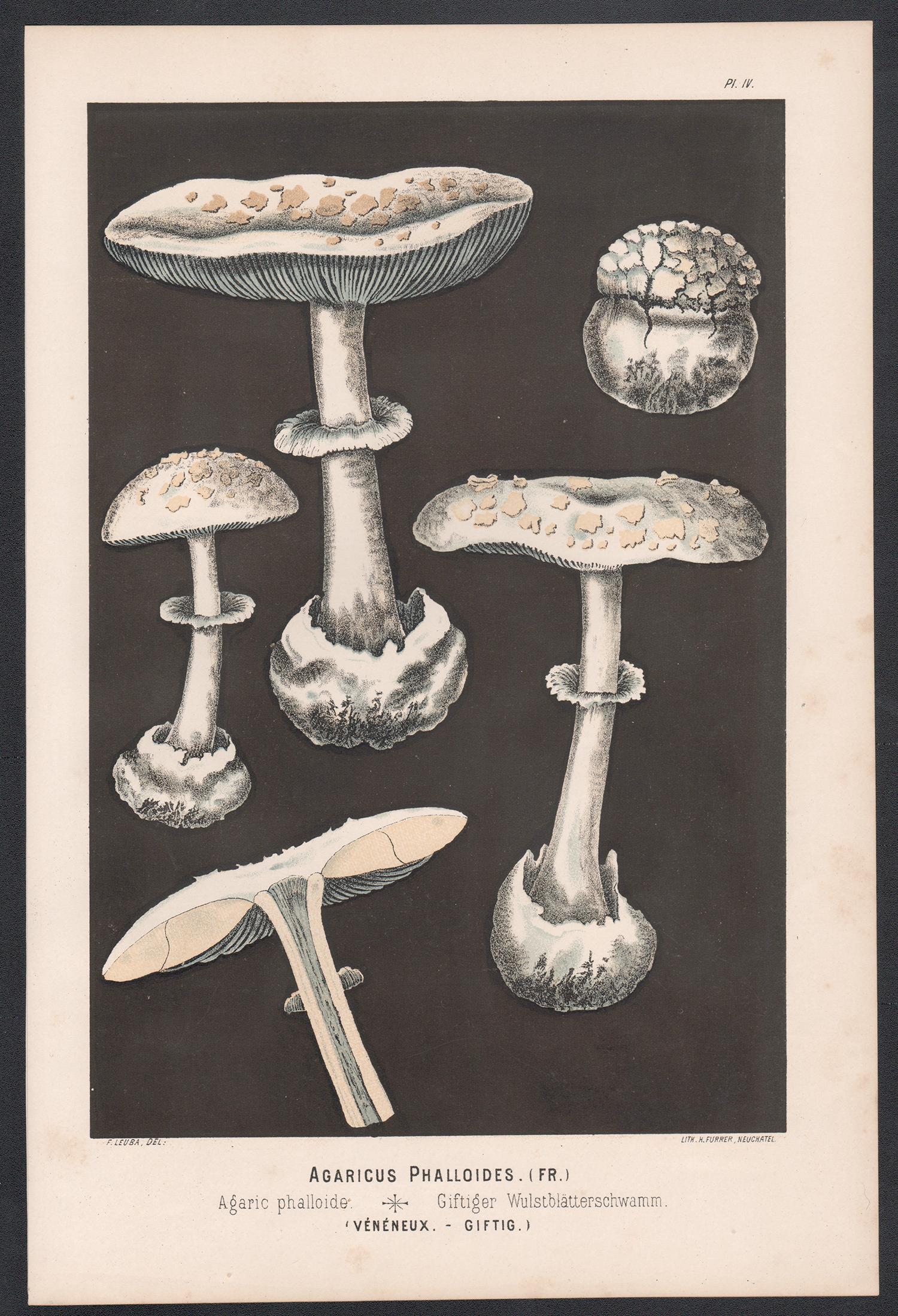 Agaricus Phalloides, Leuba antique mushroom fungi chromolithograph print - Print by H Furrer after Fritz Leuba